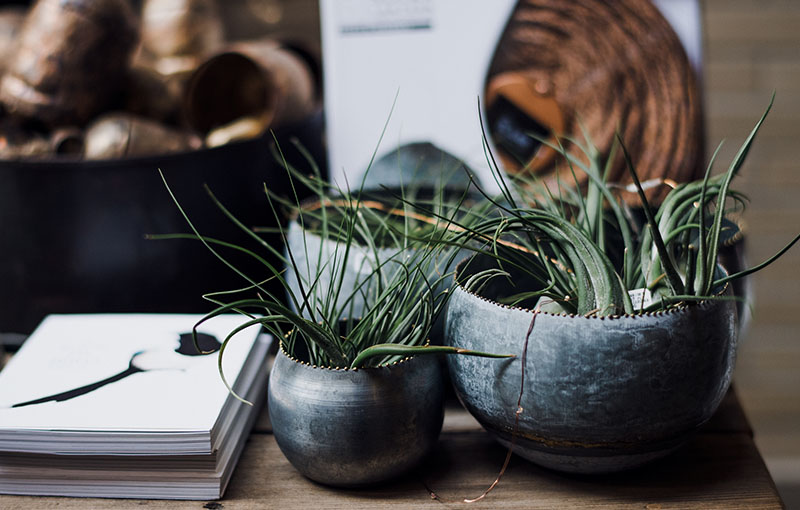 office desk with notebook and succulents